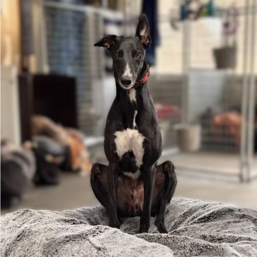 Sulley - Greyhound Dog