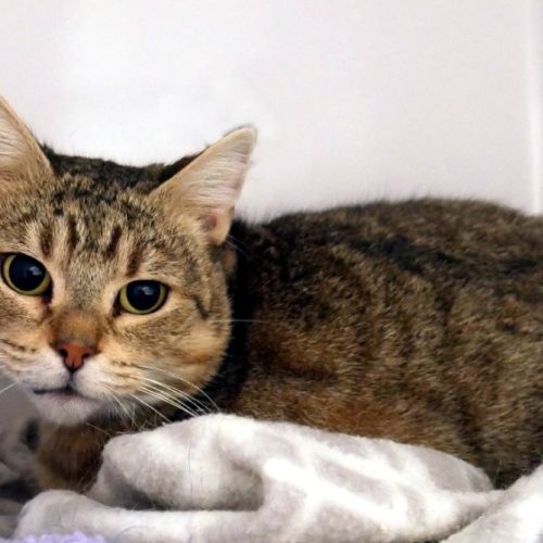 Alice STA014922 - Domestic Short Hair (DSH) Cat