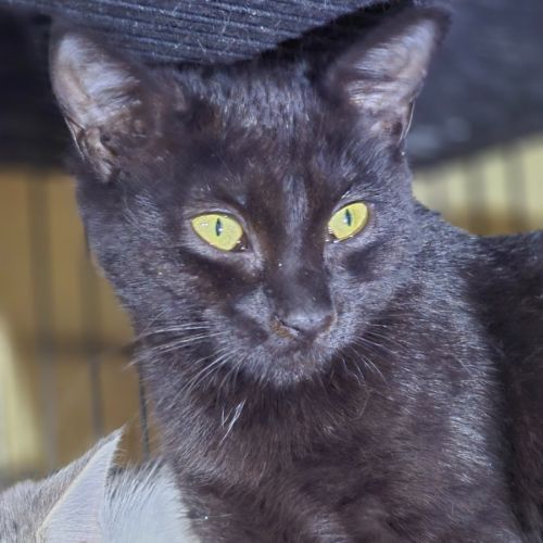 Whiskerella - Domestic Short Hair (DSH) Cat