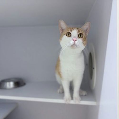Jack Paw-Lantern - Domestic Short Hair Cat
