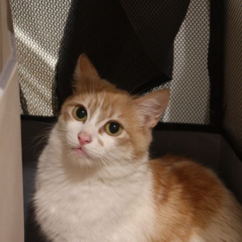 Hazel - Domestic Short Hair (DSH) Cat