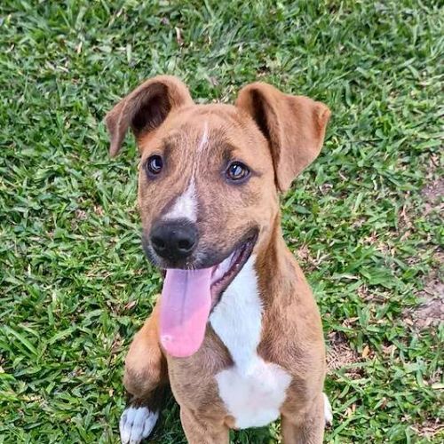 Shaggy - Bull Arab Dog