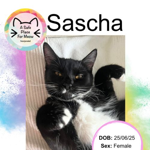 Sascha - Domestic Short Hair (DSH) Cat
