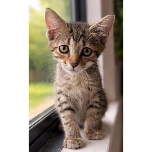 13431 - Shogatsu - Domestic Short Hair (DSH) Cat