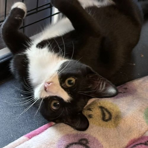 Capri - Domestic Short Hair (DSH) Cat