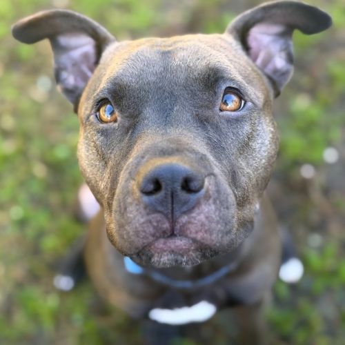Bindi  - Staffordshire Bull Terrier Dog