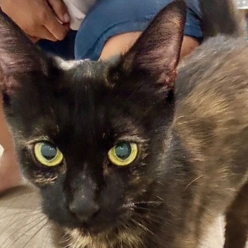 Penny♥️ - Domestic Short Hair (DSH) Cat