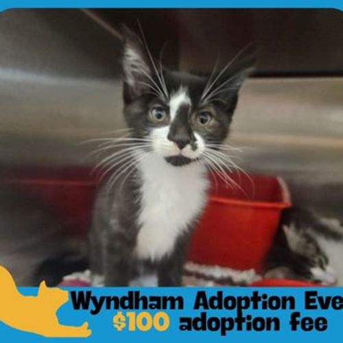 Pascal - Domestic Short Hair Cat