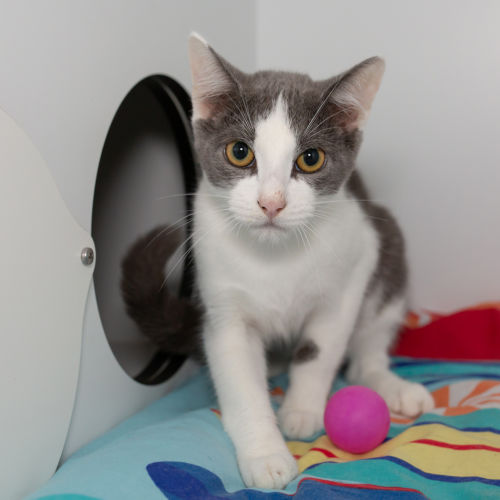 Grant - Domestic Short Hair Cat