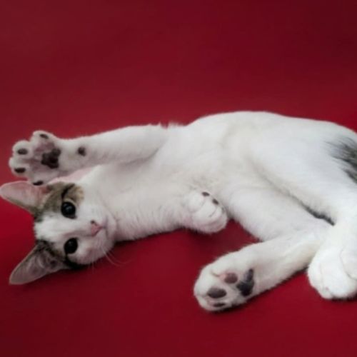 Cupcake and friends - Domestic Short Hair (DSH) Cat