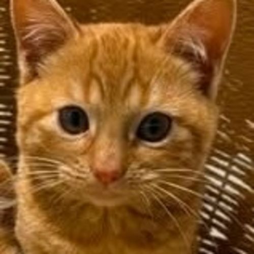 Poppy - Domestic Short Hair (DSH) Cat