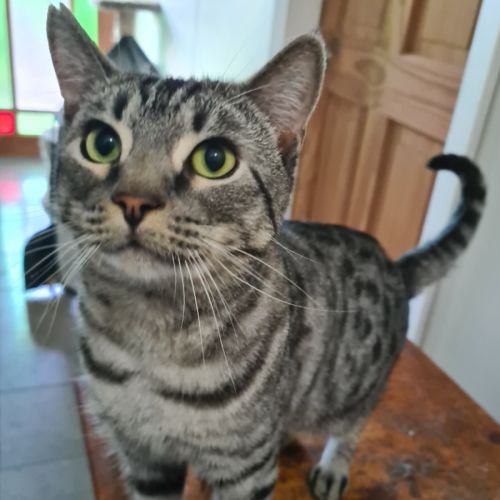 Ashley - Domestic Short Hair (DSH) Cat