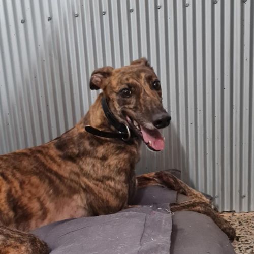 Pip - Greyhound Dog