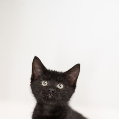 Wayne - Domestic Medium Hair Cat