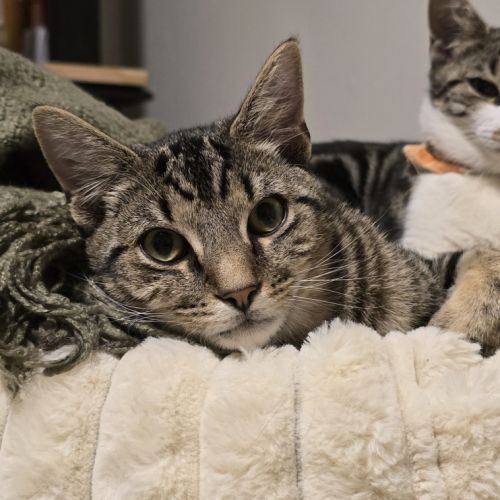 teodoro - Domestic Short Hair (DSH) Cat