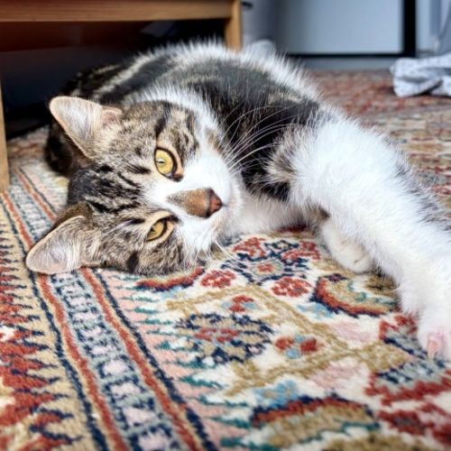 Bertie  - Domestic Short Hair (DSH) Cat