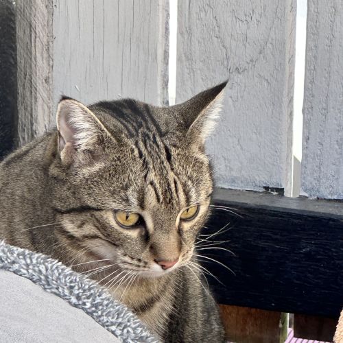 Minmin - Domestic Short Hair (DSH) Cat