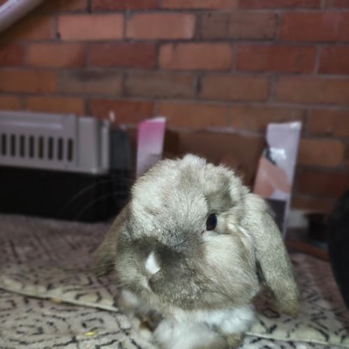 Theo - Cashmere Lop Rabbit