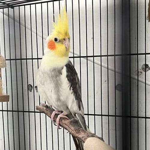 Steven - Cockatiel Bird