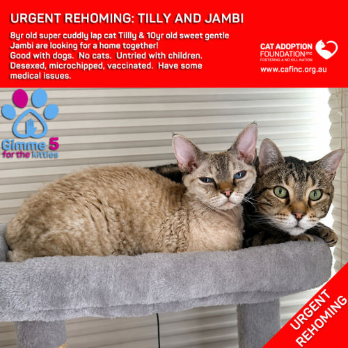 Tilly and Jambi - Devon Rex Cat