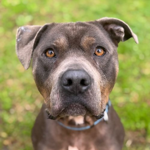 Bud - Staffordshire Bull Terrier x American Staffordshire Terrier Dog
