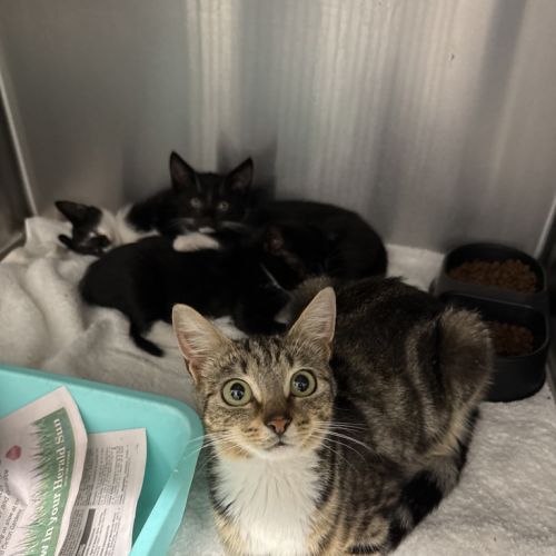 Penny - Domestic Short Hair Cat