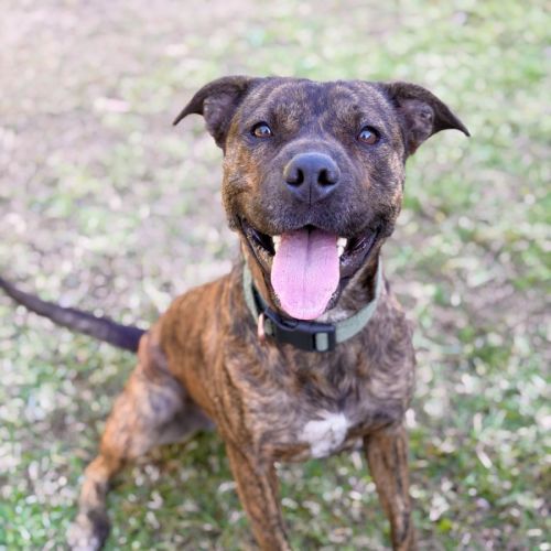 Bella - Staffordshire Bull Terrier Dog