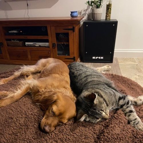 Archer - Domestic Short Hair (DSH) Cat