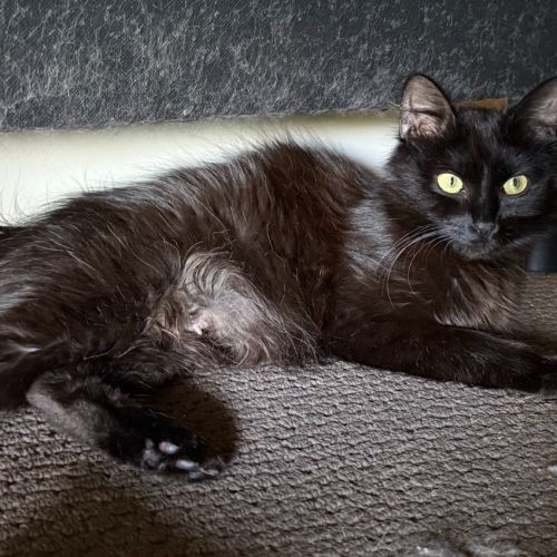 Minnie Moo - Domestic Medium Hair (DMH) Cat