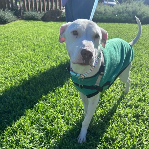 Turtledove - Bull Arab Dog