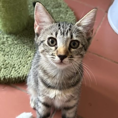 Smudge - Domestic Short Hair (DSH) Cat