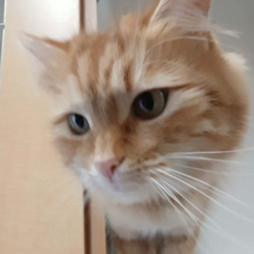 Cosmo - Domestic Medium Hair (DMH) Cat