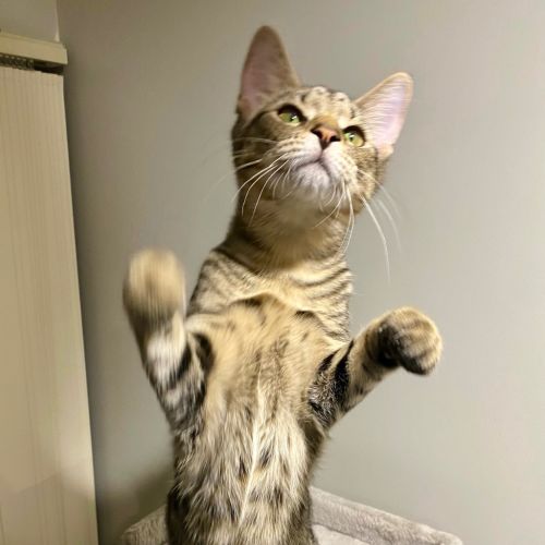 Summer - Domestic Short Hair (DSH) Cat