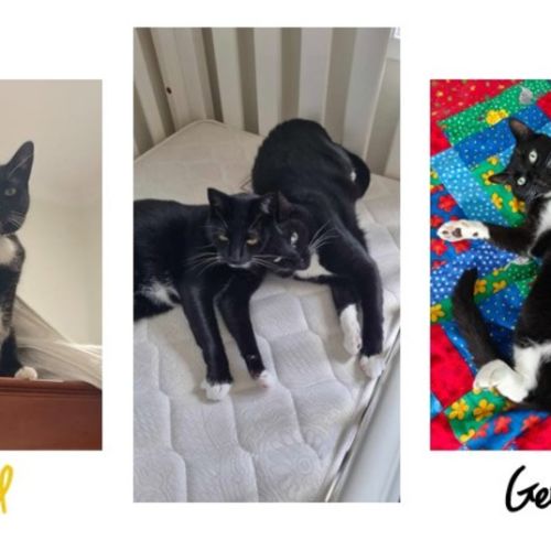 Harold and George - Domestic Short Hair (DSH) Cat