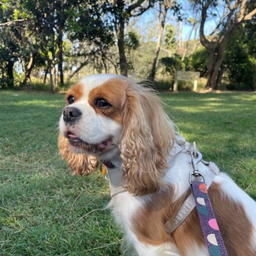 Zuri - Cavalier King Charles Spaniel Dog