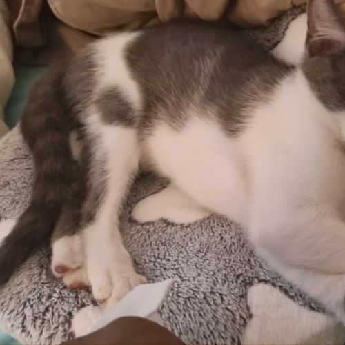 Kuma - Domestic Short Hair (DSH) Cat