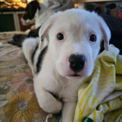 Stone - Border Collie Dog