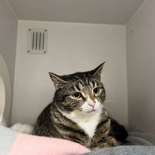 Debby - Domestic Short Hair Cat