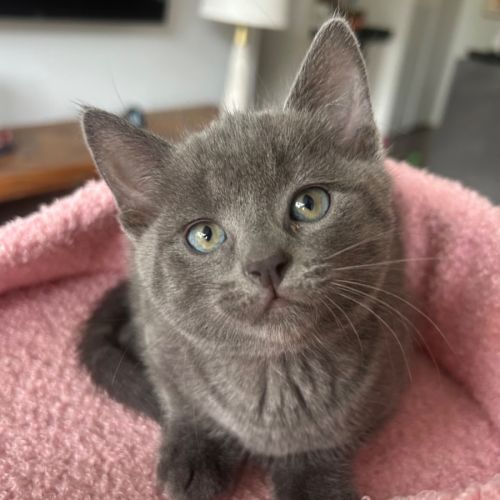 Belle & Buttons  - Domestic Short Hair (DSH) Cat