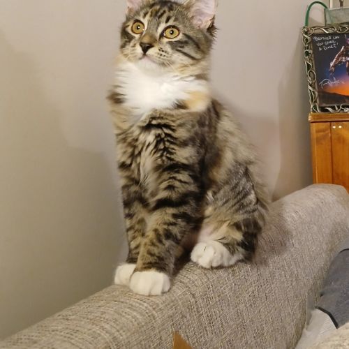 Clymbeth - Domestic Medium Hair (DMH) Cat