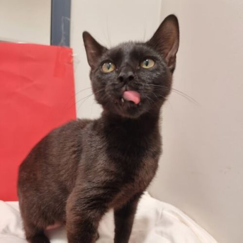 Sage - Domestic Short Hair (DSH) Cat