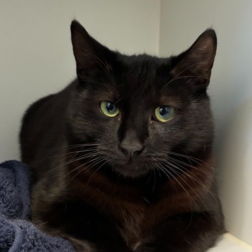 George - Domestic Short Hair (DSH) Cat