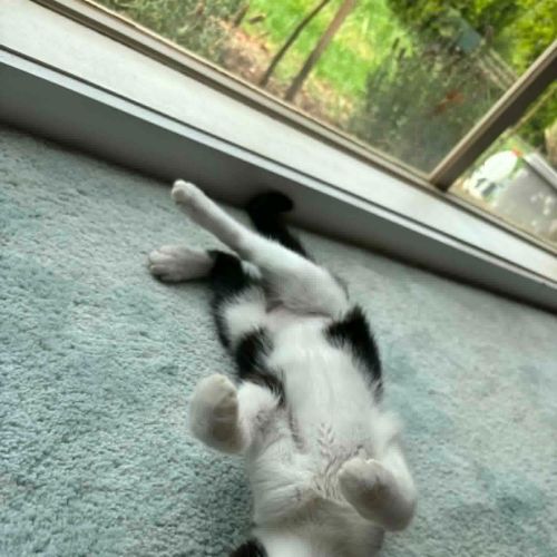 Nav - Domestic Short Hair (DSH) Cat