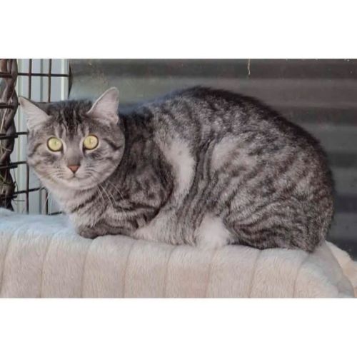 12830 - Portia - Domestic Short Hair (DSH) Cat
