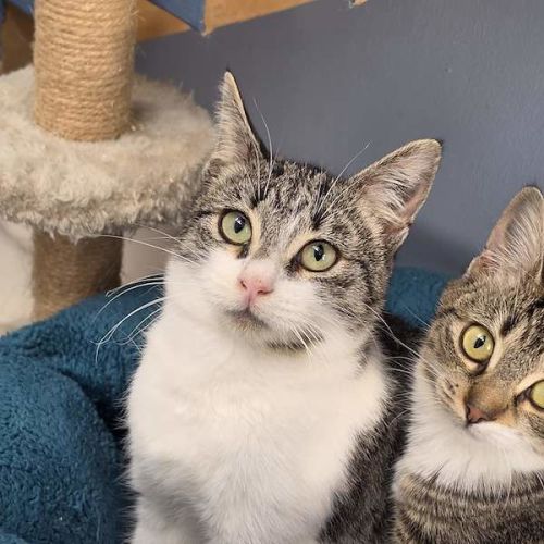Alfredo - Domestic Short Hair (DSH) Cat