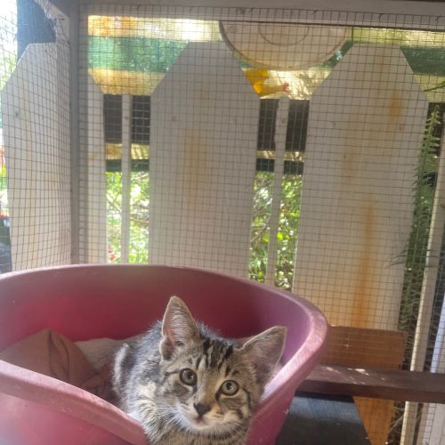 Kitten 4 - Domestic Short Hair (DSH) Cat