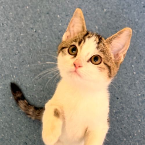 Benedict  - Domestic Short Hair (DSH) Cat