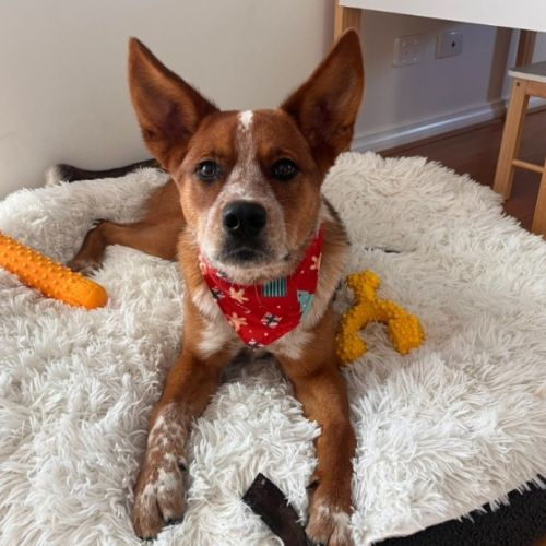 Bobby - Mixed breed Dog