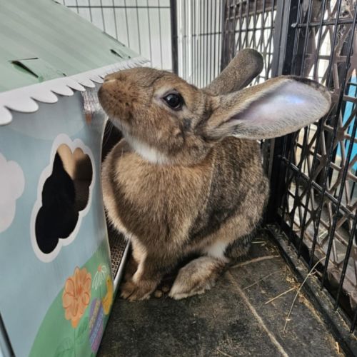 Glinda - Flemish Giant Rabbit