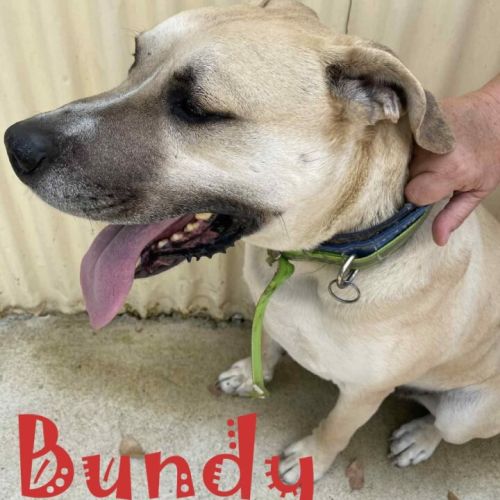 Bundy Bear - Bullmastiff Dog